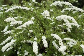 hawthorn blossoms