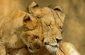 love of lions in the wild