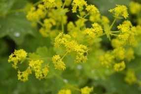 yellow frauenmantel plant