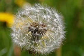 dandelion with seeds on a green background