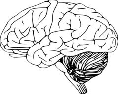 brain drawing