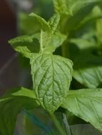 green mint kitchen herb