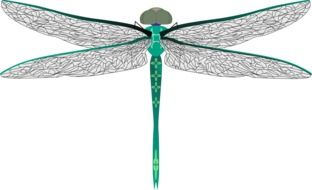 green dragonfly on a white background