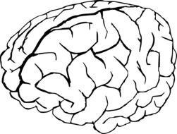 Drawing of human brain