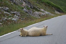 sheep path