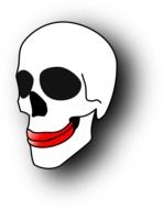skull gums drawing