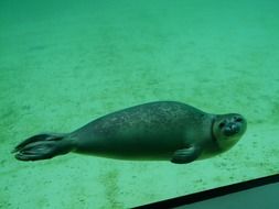 view from the water on the Phoca vitulina