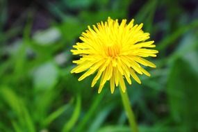 Photo of yellow dandelion bud