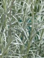 kitchen herb italian immortelle