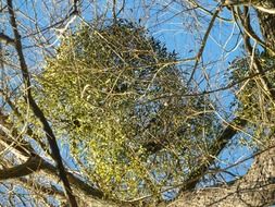 green mistletoe medicinal plant on a tree