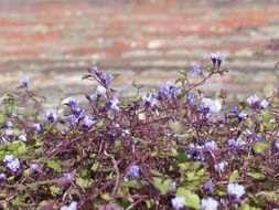 dulcimer herb blossom medicinal plant