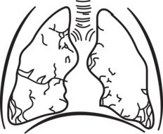 human lungs are drawn