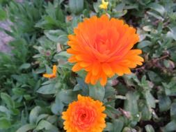 calendula summer herb