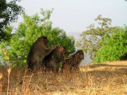 berber monkeys on earth in the wild