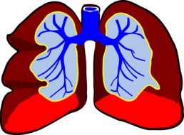 Clipart of Human lungs
