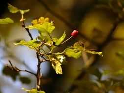 fall autumn branch