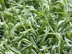 green lavender leaves