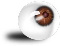 eyeball anatomy drawing