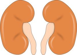 Ä°llustration of kidneys