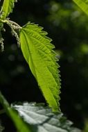 stinging nettle leaves with burning hair effect