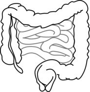 intestines bowel guts drawing