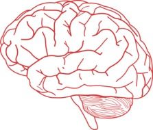 brain anatomy body drawing