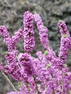 blooms of the daphne mezereum