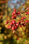 rose hip on nature background