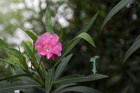 pink oleander medicinal plants