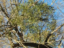 Mistletoe - evergreen shrubby plant