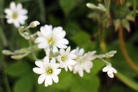 Macro photo of arable hornwort blossoms