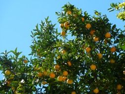 orange trees in a forest