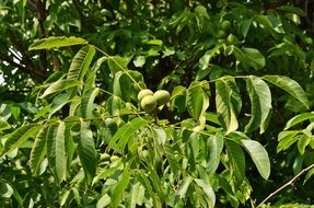 walnuts on a branch