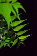 kohoma tree leaf