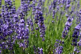 blue lavender bloom close up