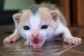 Cute kitten on the floor