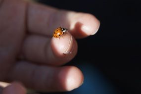 ladybug on a finger