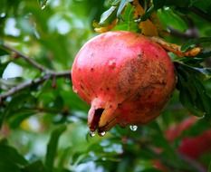 pomegranate fruit after rain