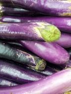 eggplant food