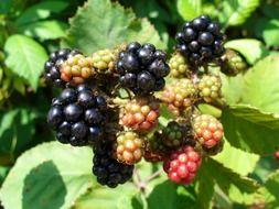 blackberries fruit