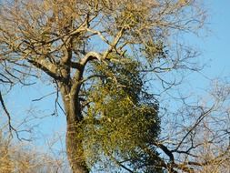 Mistletoe against the sky