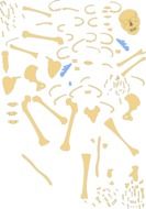 human bones on a white background