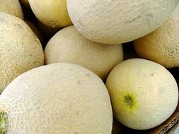 many white melons