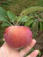 Photo of Hand holding an apple