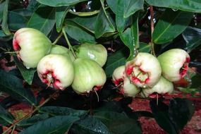 rose apple tropical