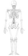 skeleton human skeletal anatomy
