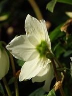 christmas rose anemone