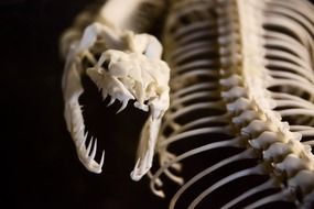 Photo of snake bones