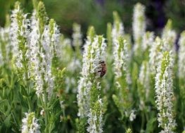 white sage blossoms close up