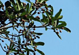 fruits of aglaia elaeagnoidea in India